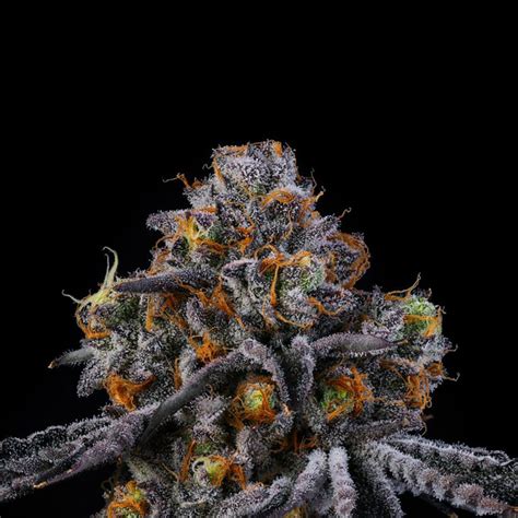 wizard trees genetics.